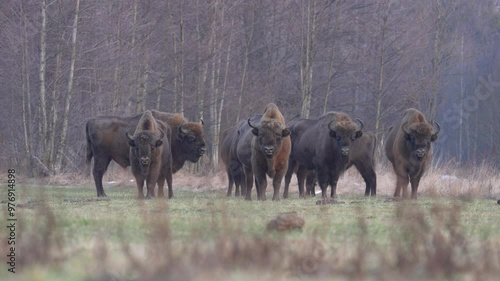 Poland snow winter wildlife. Europhean Bison, Bison bonasus, big brown animal in the nature habitat, s, Bialowieza NP, Poland. Wildlife scene from nature. Big brown European bison. Sunset light. photo