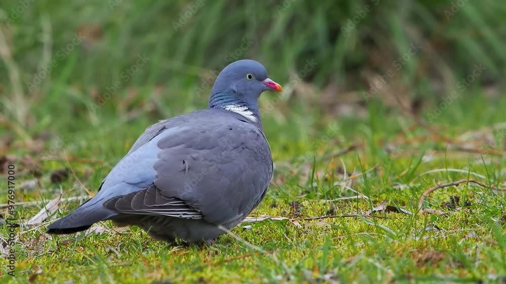wild wood pigeon eating grass. slow motion
