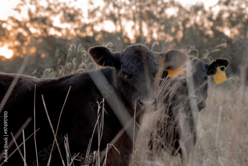 Curious calves in a field at sunset. Dry long grass. Australian Cattle. Beef cows and calves looking through long grass in Australia.