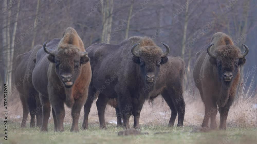 Poland snow winter wildlife. Europhean Bison, Bison bonasus, big brown animal in the nature habitat, s, Bialowieza NP, Poland. Wildlife scene from nature. Big brown European bison. Sunset light. Poland snow winter wildlife. Europhean Bison, Bison bonasus, big brown animal in the nature habitat, s, Bialowieza NP, Poland. Wildlife scene from nature. Big brown European bison. Sunset light.