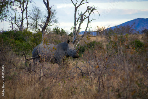 rhino in south african savannah