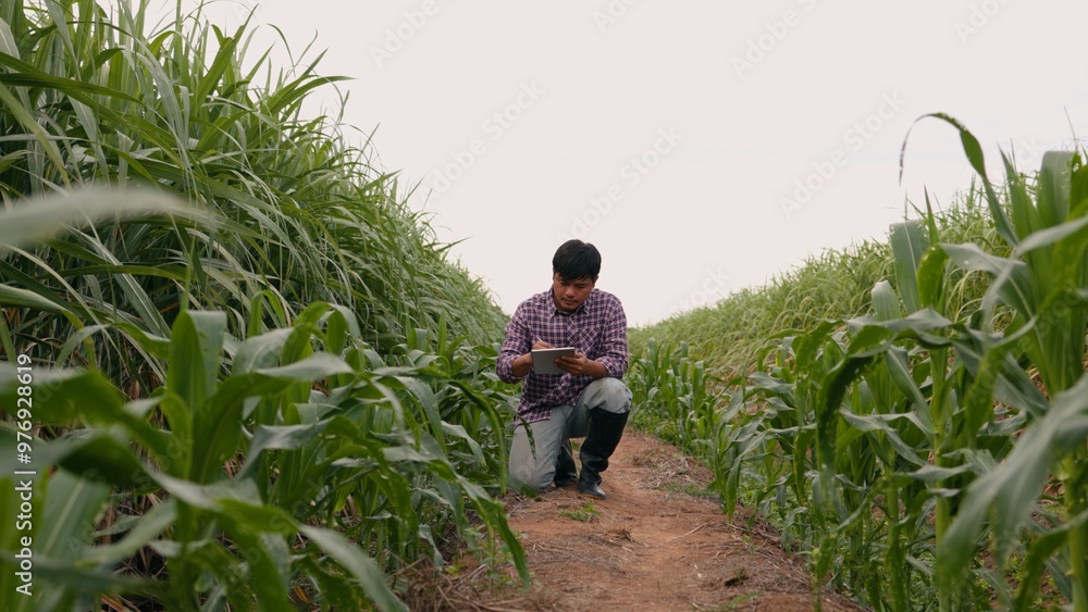 Smart farmers use tablets to examine the quantity and quality crop of corn vegetables while working and planning system control with technology in the agricultural field. Smart farmers use tablets to examine the quantity and quality crop of corn vegetables while working and planning system control with technology in the agricultural field.