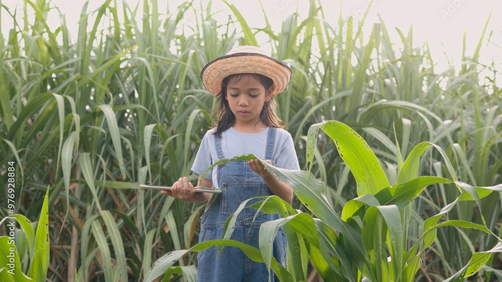 Asian woman holding tablet walking through corn field and checking corn stalks to monitor plant growth. Smart farming concept. Asian woman holding tablet walking through corn field and checking corn stalks to monitor plant growth. Smart farming concept.