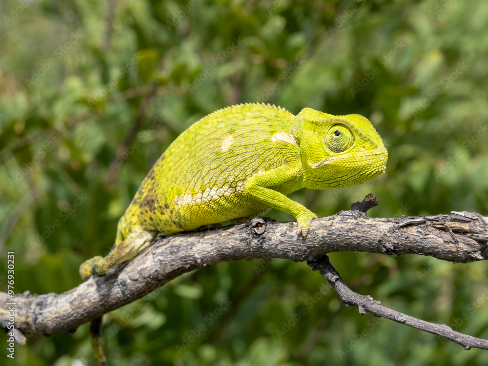 Lappenchamäleon (Chamaeleo dilepis) Lappenchamäleon (Chamaeleo dilepis)