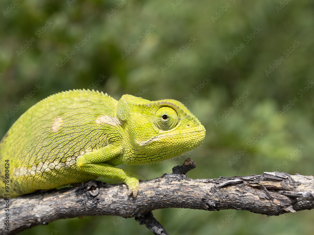 Fototapeta premium Lappenchamäleon (Chamaeleo dilepis)