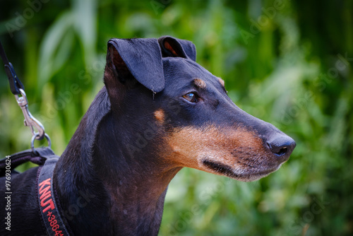 Obraz na plátně Manchester Terrier dog head portrait