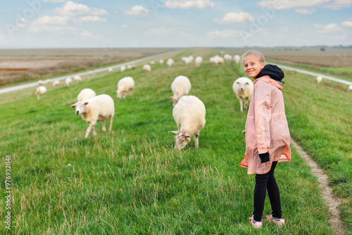 Vászonkép Kid walk have fun with many grazing sheep herd scene dyke green field pasture meadow grassland at North Sea coast East Friesland Lower Saxony Germany