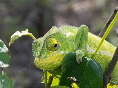 Lappenchamäleon (Chamaeleo dilepis) photo