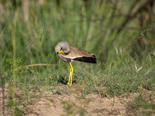 Senegalkiebitz (Vanellus senegallus) photo