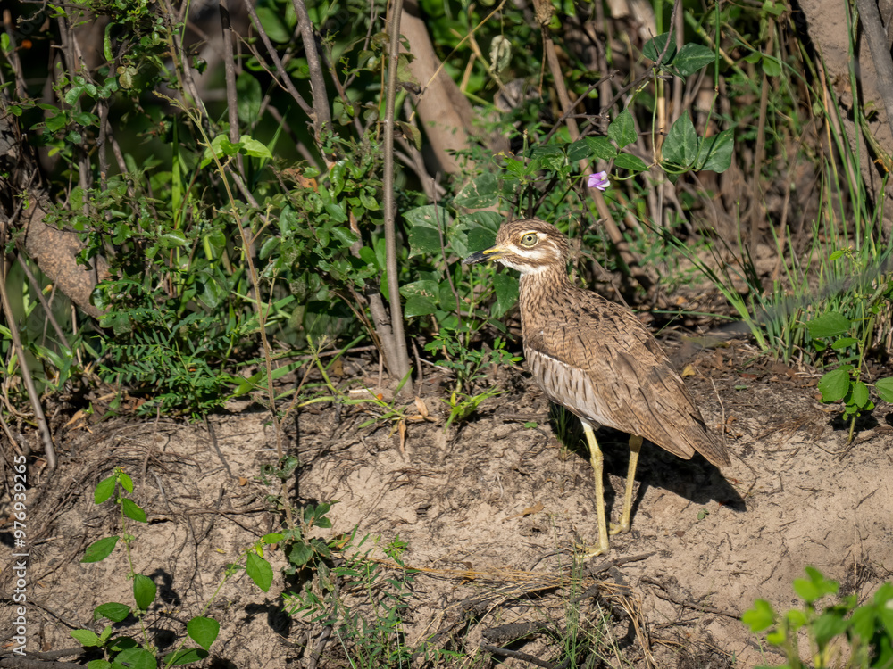 Fototapeta premium Wassertriel (Burhinus vermiculatus)