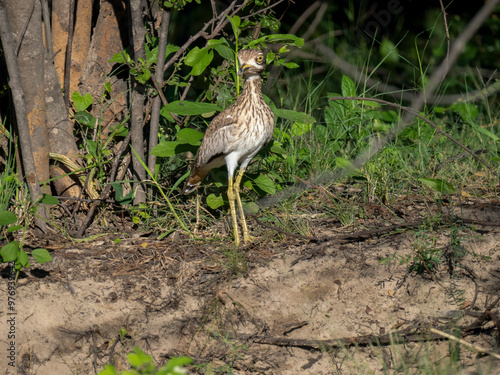 Wassertriel (Burhinus vermiculatus) photo