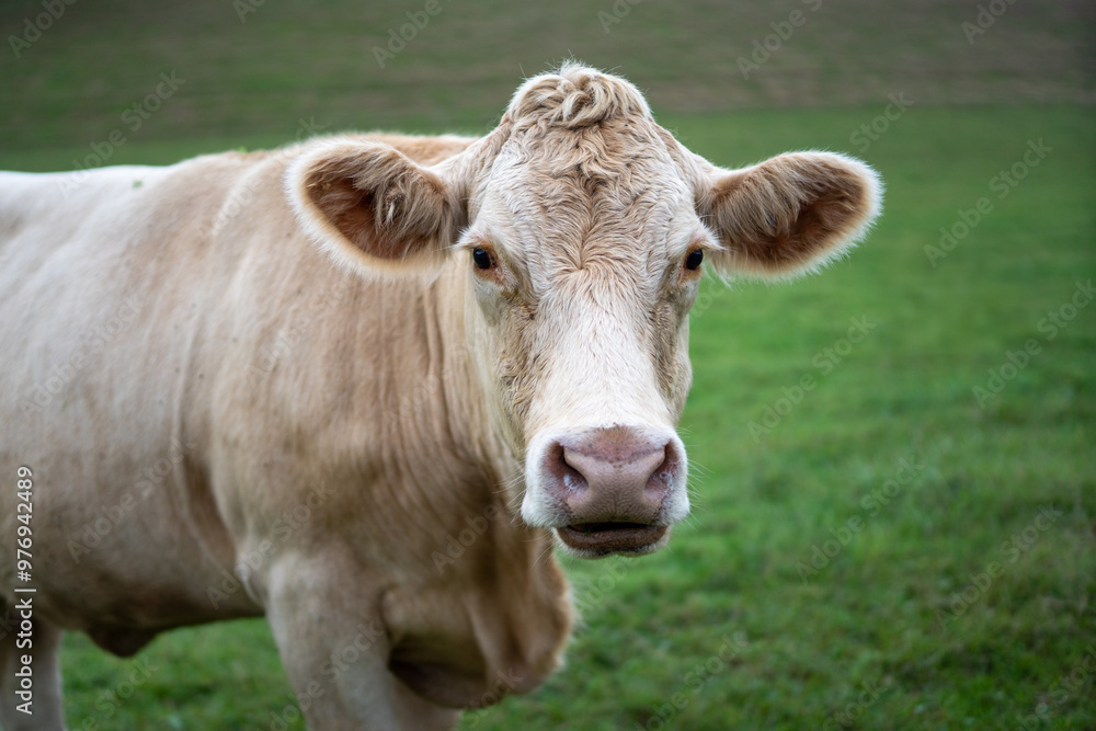 A cow stands in a green meadow and looks directly into the camera A cow stands in a green meadow and looks directly into the camera