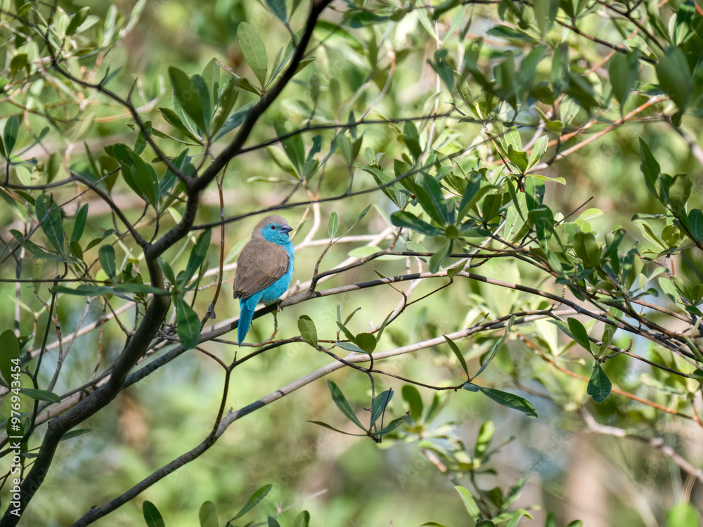 Fototapeta premium Blauastrild (Uraeginthus angolensis), Angola-Schmetterlingsfink