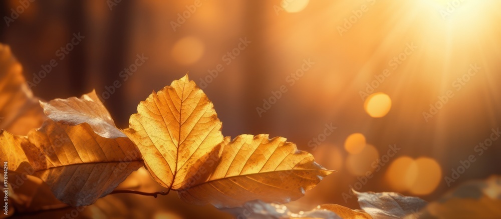 Golden Autumn Leaves in Sunlit Forest Golden Autumn Leaves in Sunlit Forest