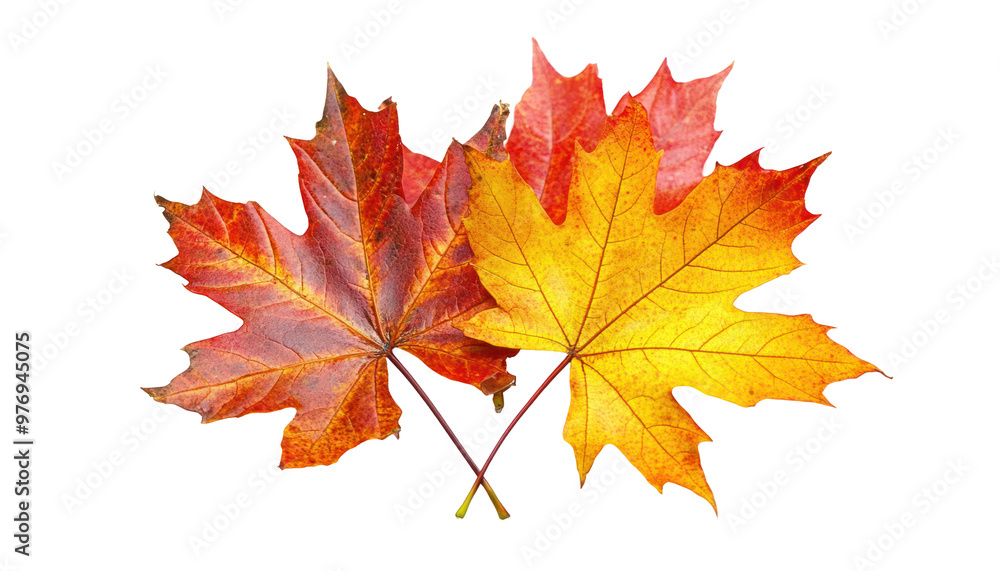 A close-up image of two vibrant, autumn maple leaves against a black background. A close-up image of two vibrant, autumn maple leaves against a black background.