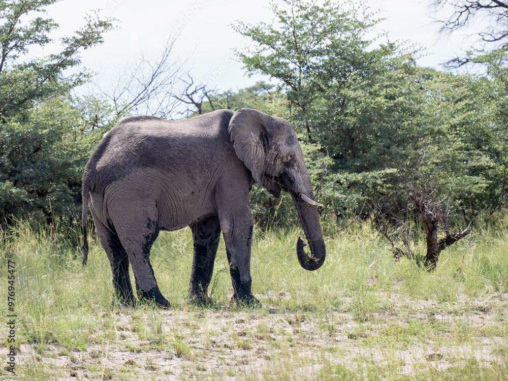 Afrikanischer Elefant (Loxodonta africana) Afrikanischer Elefant (Loxodonta africana)