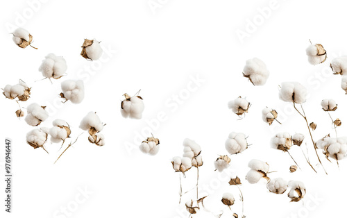 Flying cotton flowers on transparent background, png	