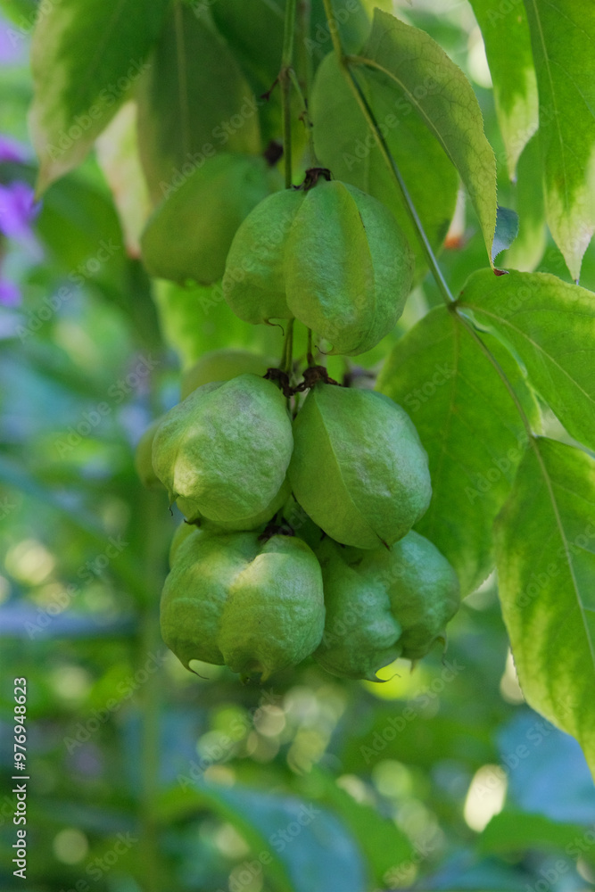 Staphylea pinnata in garden. Green leaves nature blurred background. Lush green leaves in sunny day. Staphylea pinnata in garden. Green leaves nature blurred background. Lush green leaves in sunny day.