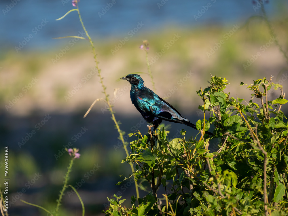 Obraz premium Riesenglanzstar (Lamprotornis australis)
