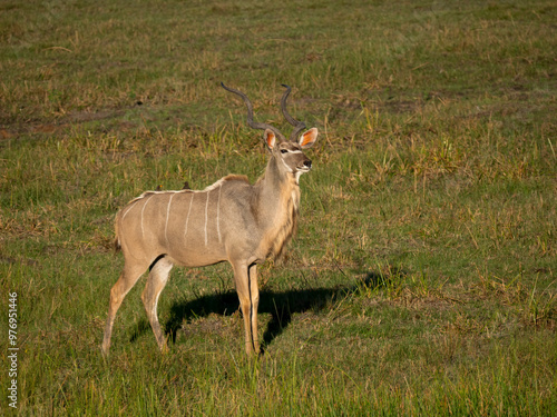 Sambesi-Großkudu (Strepsiceros zambesiensis) und Rotschnabel-Madenhacker (Buphagus erythrorynchus)