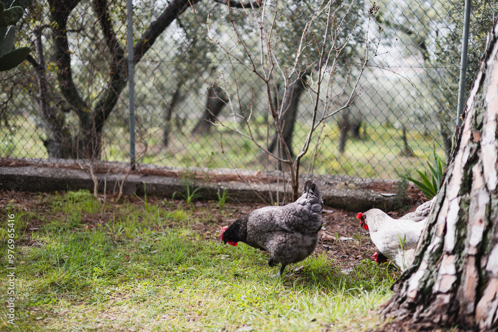 Pedigree laying hens walking on the grass in the garden Pedigree laying hens walking on the grass in the garden
