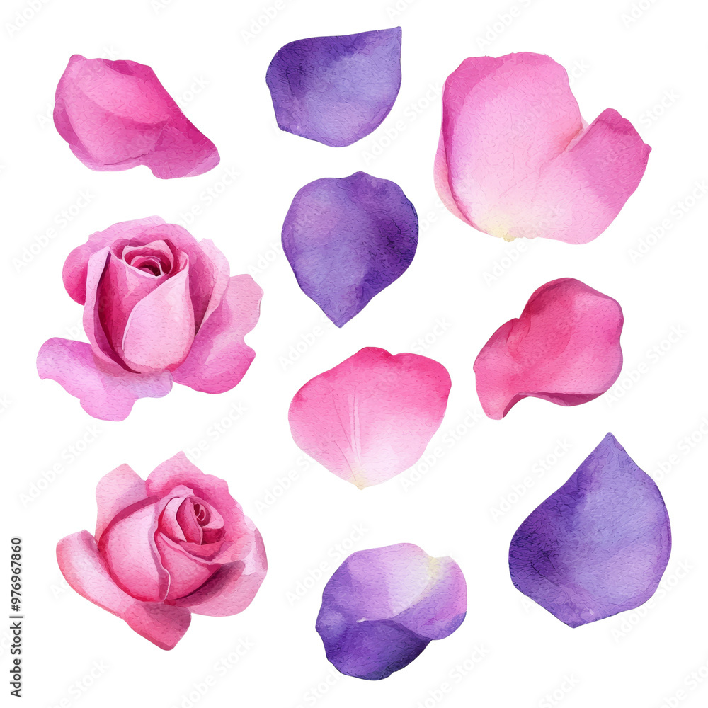Beautiful watercolor roses and petals in pink and purple shades Beautiful watercolor roses and petals in pink and purple shades
