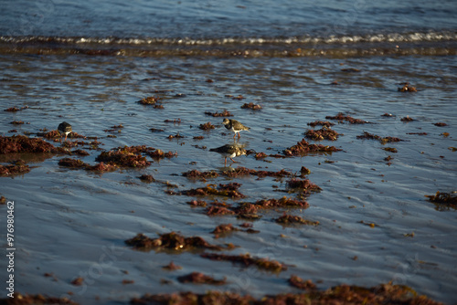 Saint-Malo - faune sauvage (sterne, goéland, bécasseau)