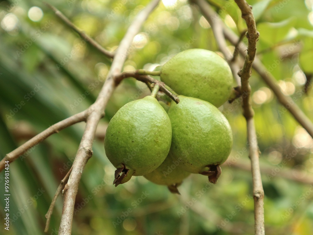 Up close, guava fruit dangles between small twigs Up close, guava fruit dangles between small twigs