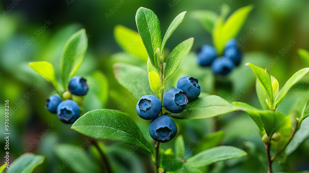 Close-up of a blueberry bush with blue berries and bright green leaves against a blurred green background Close-up of a blueberry bush with blue berries and bright green leaves against a blurred green background