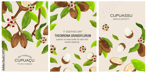 Collection of Cupuaçu (Theobroma grandiflorum),or cupuassu and copoasu, leaves, flower and nut. Vector drawing. Beauty concept for skin and hair. 