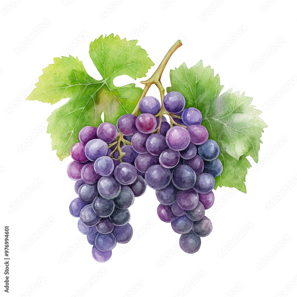 Fototapeta premium Fresh bunch of purple grapes with green leaves illustration