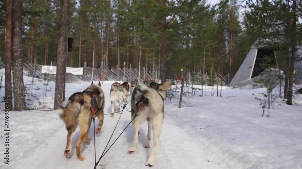 Huskies pulling a sled through a snowy forest on a bright winter day in the wilderness Huskies pulling a sled through a snowy forest on a bright winter day in the wilderness