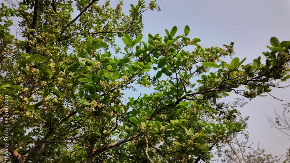 Mangrove flowers in the Sundarbans, Khulna Division, Shyamnagar, Bangladesh Mangrove flowers in the Sundarbans, Khulna Division, Shyamnagar, Bangladesh