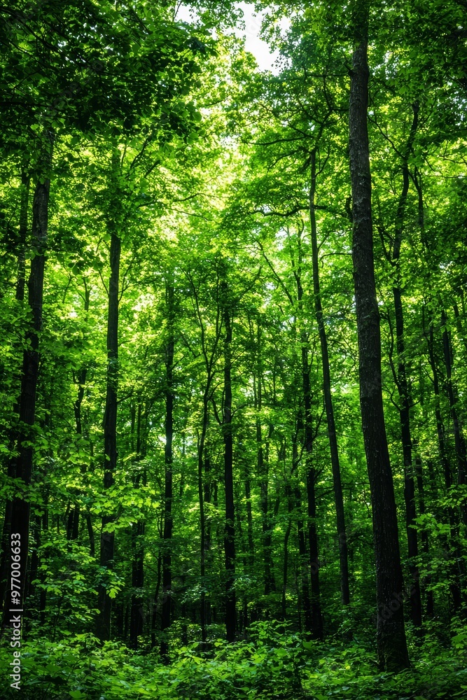 A bioengineered forest designed to absorb more carbon dioxide, illustrating the potential of biotechnology in combating climate change A bioengineered forest designed to absorb more carbon dioxide, illustrating the potential of biotechnology in combating climate change