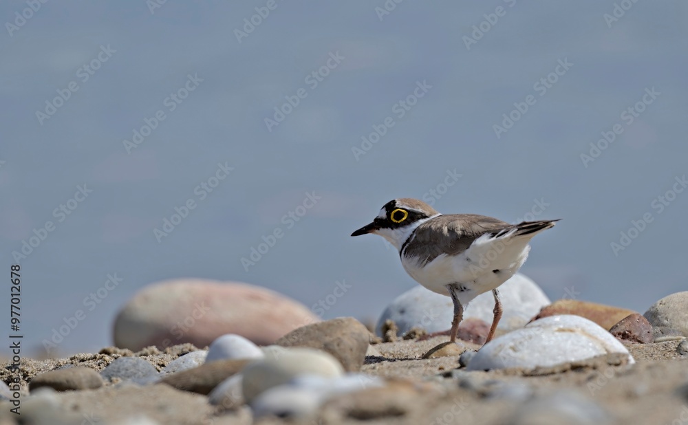 Little Ringed Plover - Charadrius dubius, Greece Little Ringed Plover - Charadrius dubius, Greece