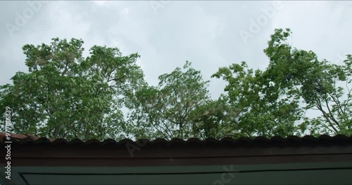 Trees swaying and bending during strong wind blowing above the roof.  House risks suffering from structural damage if the broken branches drop. Tree care maintenance service advertising concept.