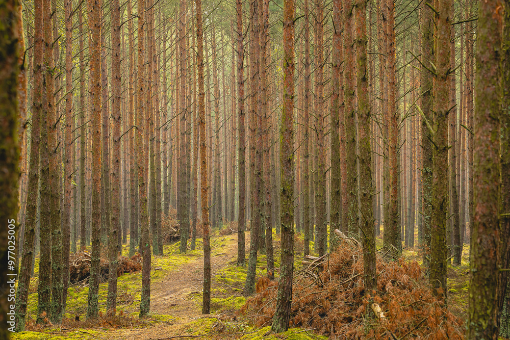 Obraz premium Beautiful pine forest on a summer day.