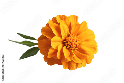 Isolated Marigold Flower Vector on White Background