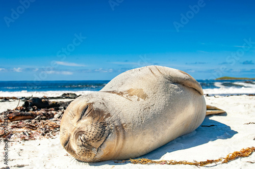 Elephant Seal Pups Sea Lion Island The Falkland Islands
