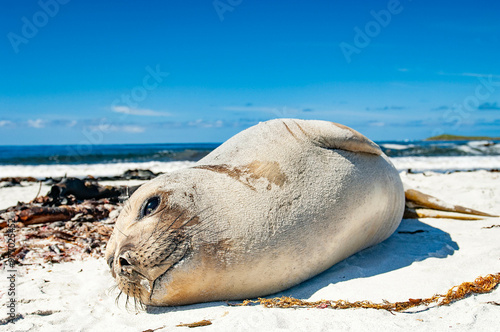 Elephant Seal Pups Sea Lion Island The Falkland Islands