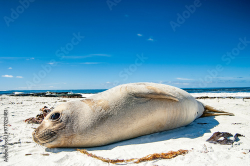 Elephant Seal Pups Sea Lion Island The Falkland Islands