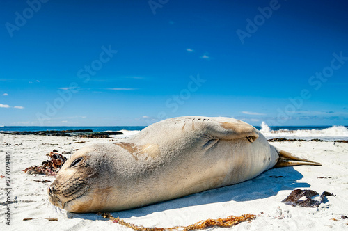 Elephant Seal Pups Sea Lion Island The Falkland Islands photo