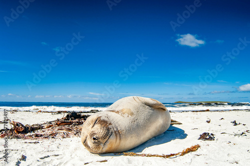 Elephant Seal Pups Sea Lion Island The Falkland Islands