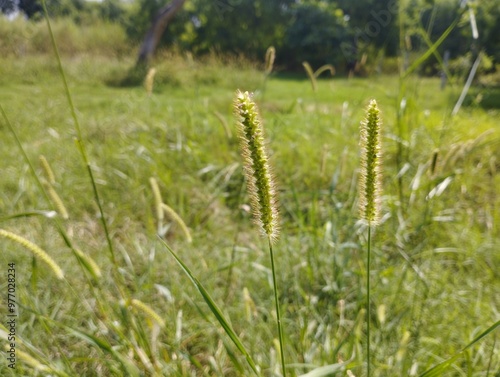 Close up Digitaria iburua or Anthephora Cristata photo