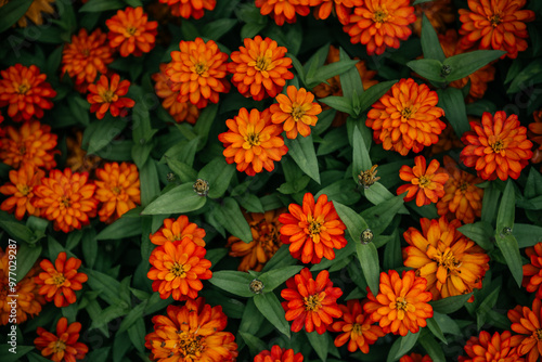 Wallpaper Mural Vibrant Orange Flowers with Green Leaves in Garden Torontodigital.ca