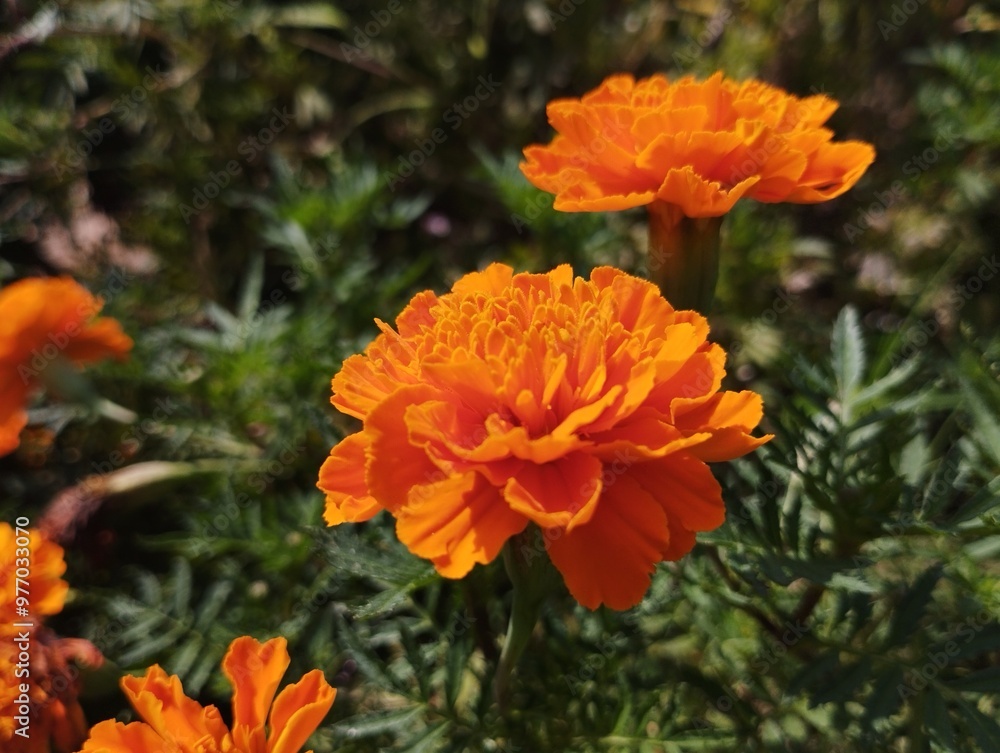Close up Cresta™ Deep Orange Cresta™ Deep Orange Close up Cresta™ Deep Orange Cresta™ Deep Orange