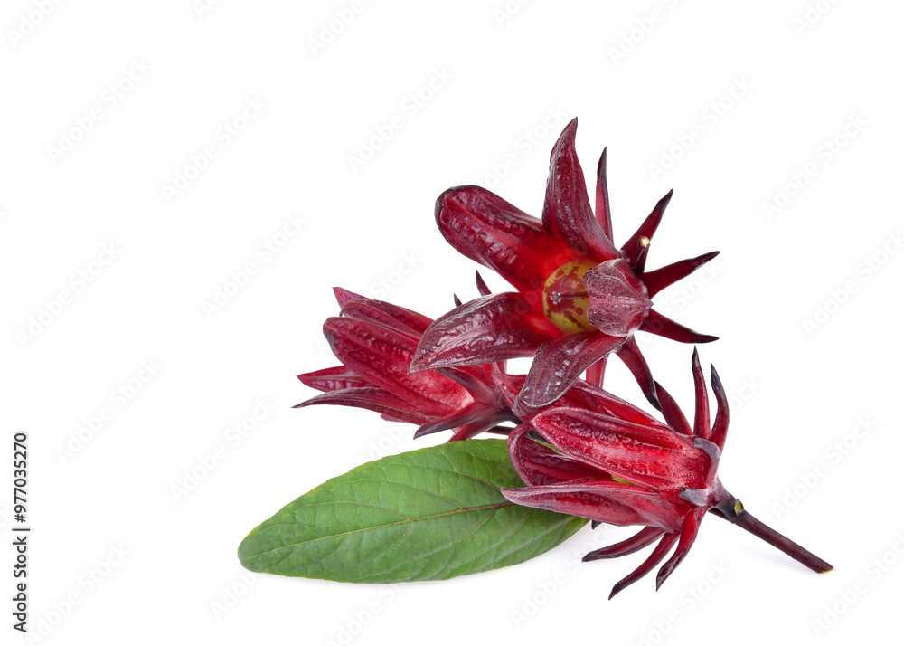 Obraz premium Hibiscus sabdariffa or roselle fruits isolated on white background
