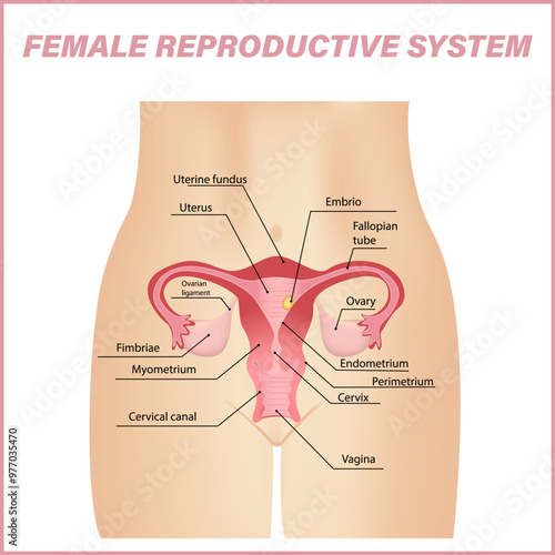 Female reproductive system Vector banner