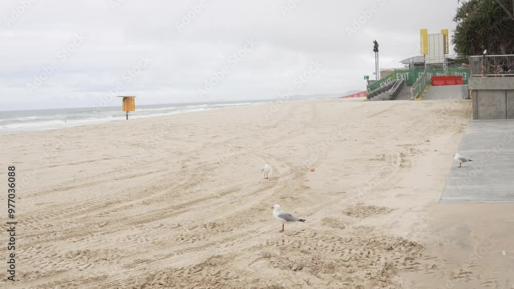 Sandy beach Australia Gold Coast city, Australian coastline seagull birds Sandy beach Australia Gold Coast city, Australian coastline seagull birds