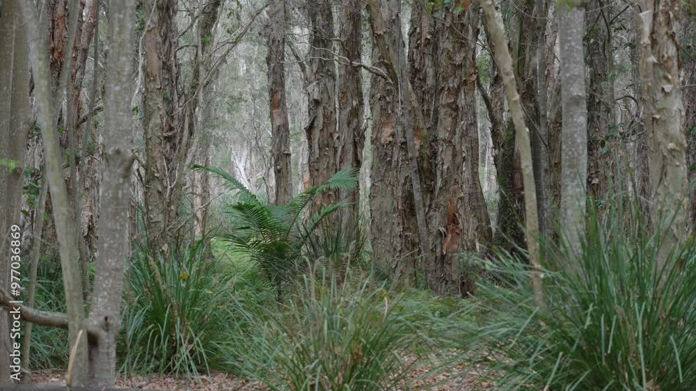 Luxurious exotic eucalyptus forest tree trunks in Gold Coast, Australia Luxurious exotic eucalyptus forest tree trunks in Gold Coast, Australia